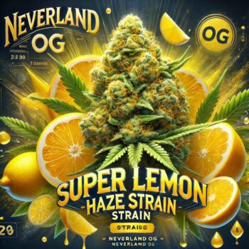 super-lemon-haze-strain